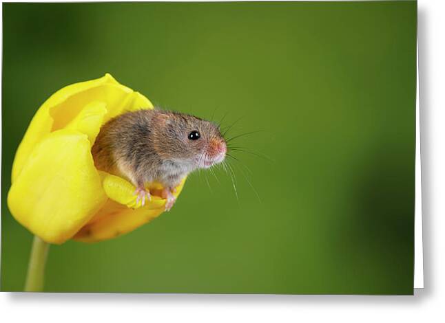 Harvest mouse avec mûres vide greetings carte d'anniversaire